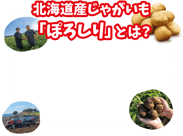 北海道産じゃがいも「ぽろしり」とは？
