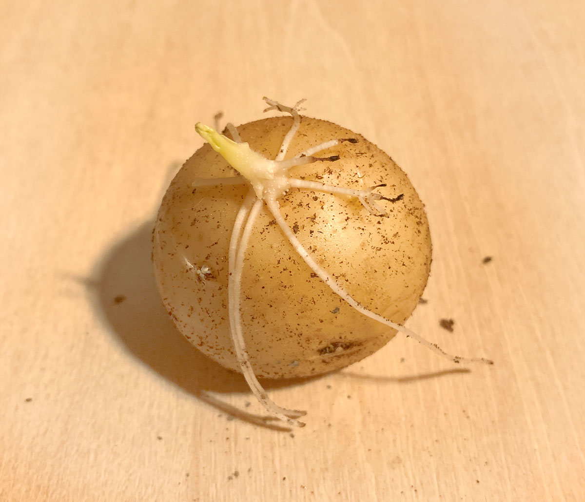 じゃがいも 芽 が 出る