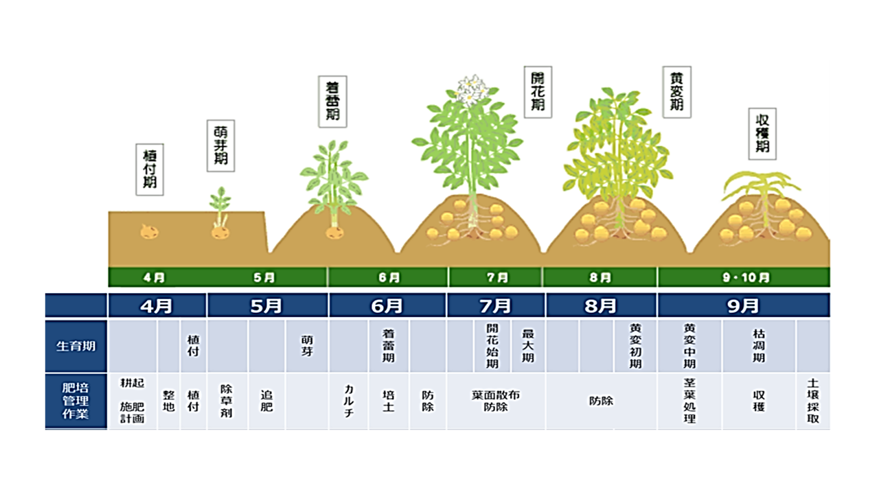 じゃがいも 植える 時期