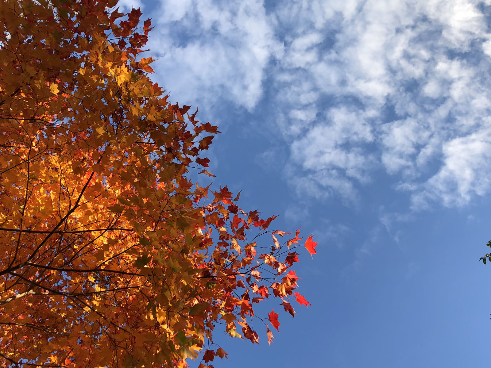 今日の空フォト 帯広市 紅葉と落葉 じゃがいもdiary カルビー