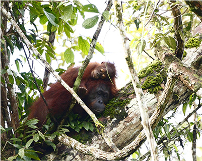 ボルネオ島のオランウータン