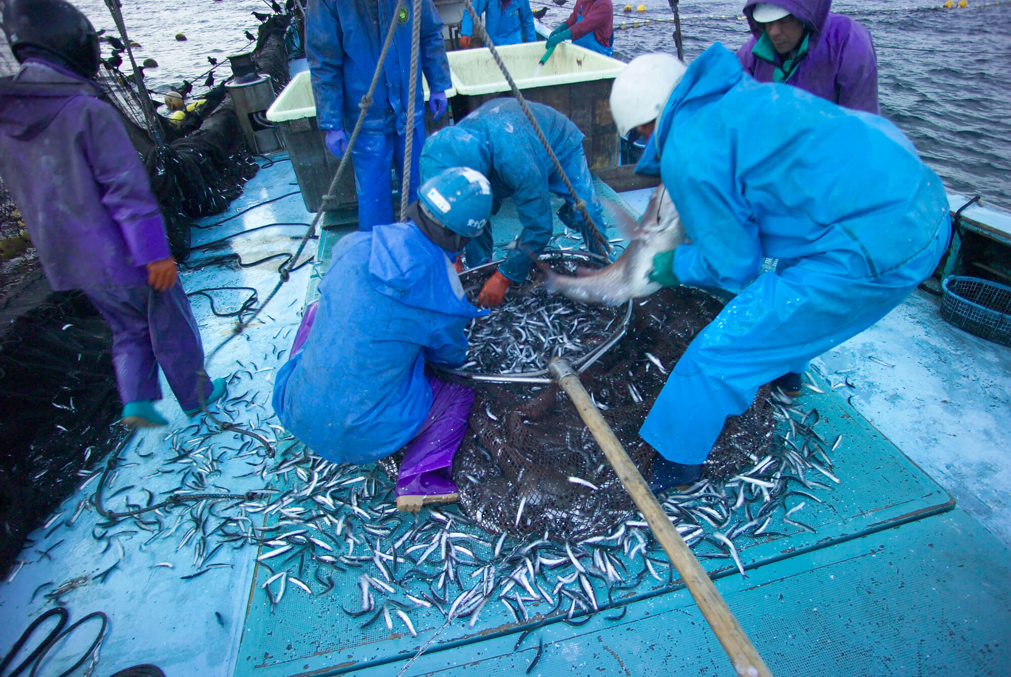 漁獲の様子