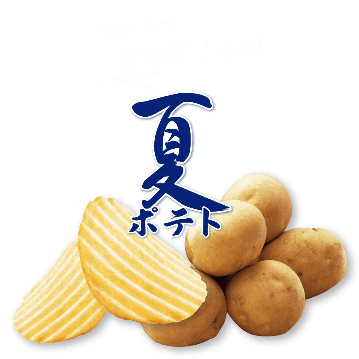 穫れたて!夏の新じゃが 夏ポテト