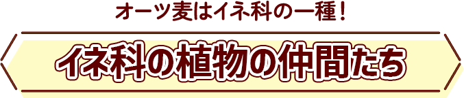 イネ科の植物の仲間たち