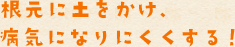 根本に土をかけ、病気になりにくくする！