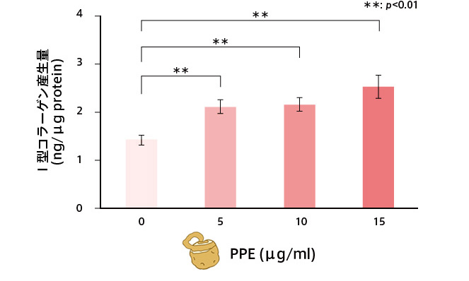 正常繊維芽細胞に対するPPEの効果のイメージ