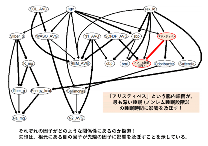 「アリスティペス」という腸内細菌が、最も深い睡眠（ノンレム睡眠段階3）の睡眠時間に影響を及ぼす！