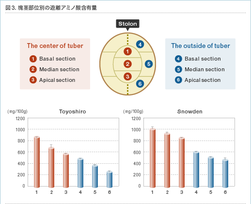 図3.塊茎部位別の遊離アミノ酸含有量