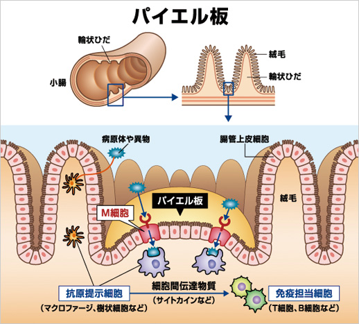 図1