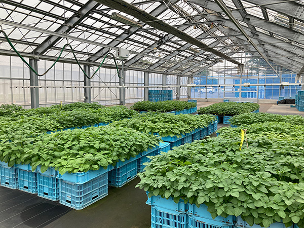 写真：カルビーポテト馬鈴薯研究所（北海道）で行う品種開発