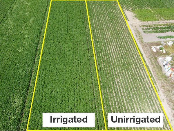 Comparison of irrigated and unirrigated land when irrigation is optimized by the use of soil moisture meters