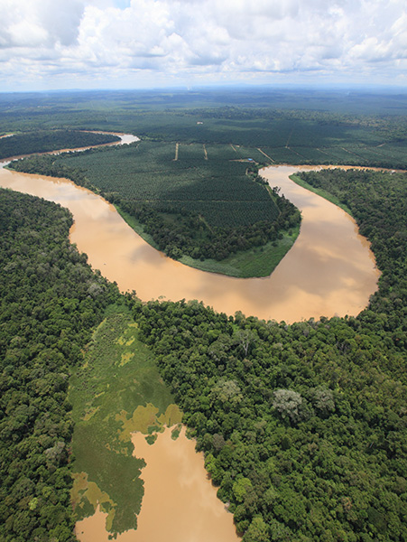 Borneo (Photo courtesy of Borneo Conservation Trust Japan)